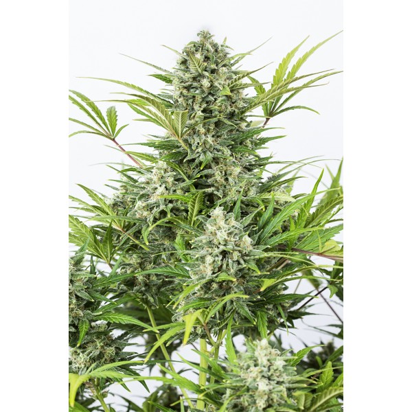 Семена конопли  Auto Critical Cheese         - Dinafem seeds