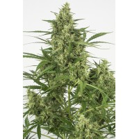 Auto Critical+ 2.0 