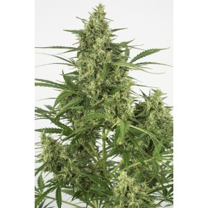 Auto Critical+ 2.0 