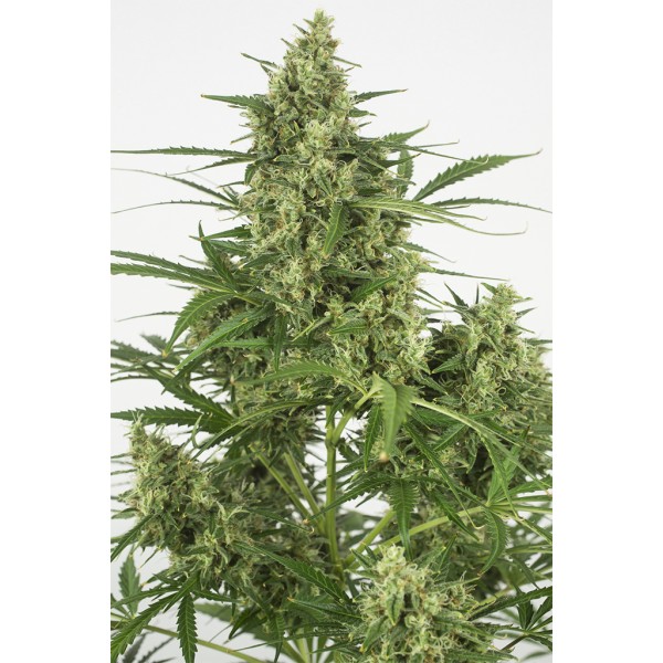 Семена конопли  Auto Critical+ 2.0        - Dinafem seeds