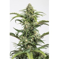 Auto Dinamed CBD