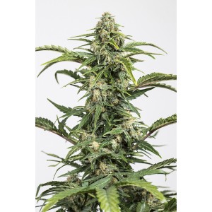 Auto Dinamed CBD