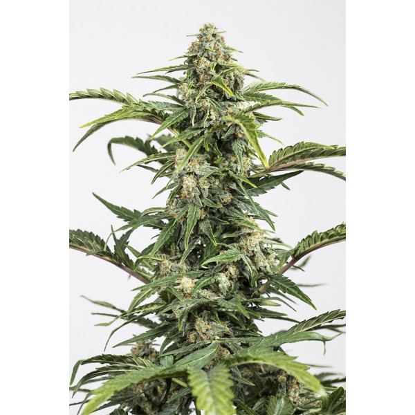 Auto Dinamed CBD          - Dinafem seeds