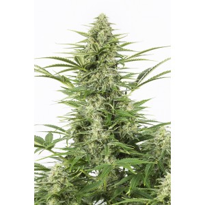 Auto Dinamex 