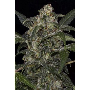 Auto Haze 2.0 