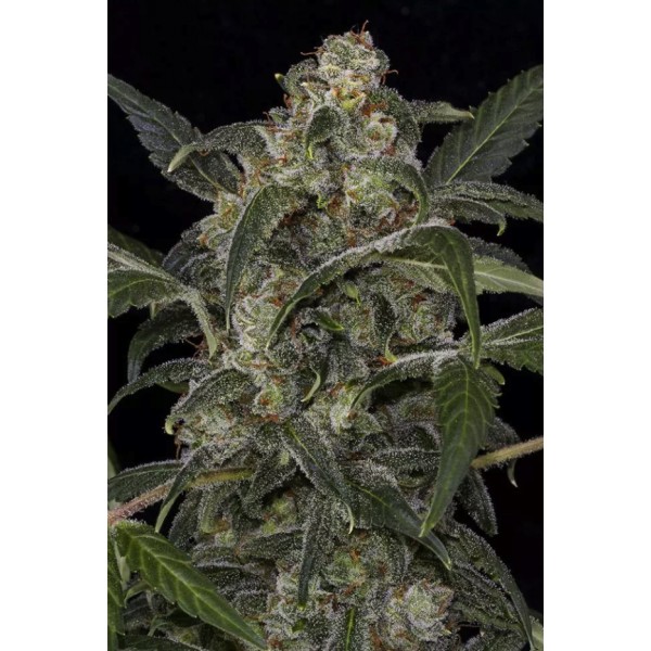 Семена конопли  Auto Haze 2.0  - Dinafem seeds