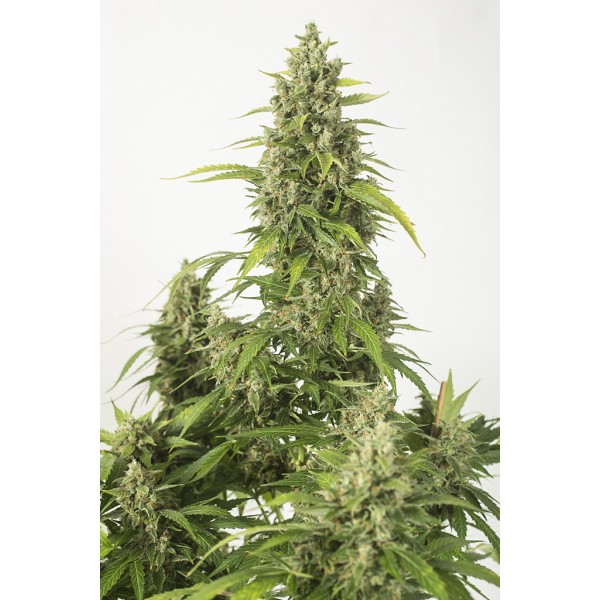 Семена конопли  Auto Haze XXL      - Dinafem seeds