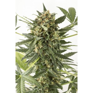 Auto Kush-n-Cheese