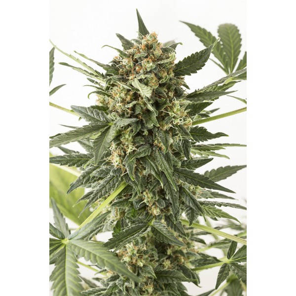 Семена конопли  Auto Kush-n-Cheese          - Dinafem seeds