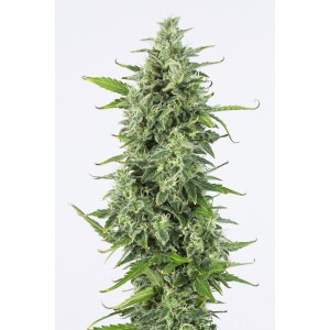 Auto OG Kush 