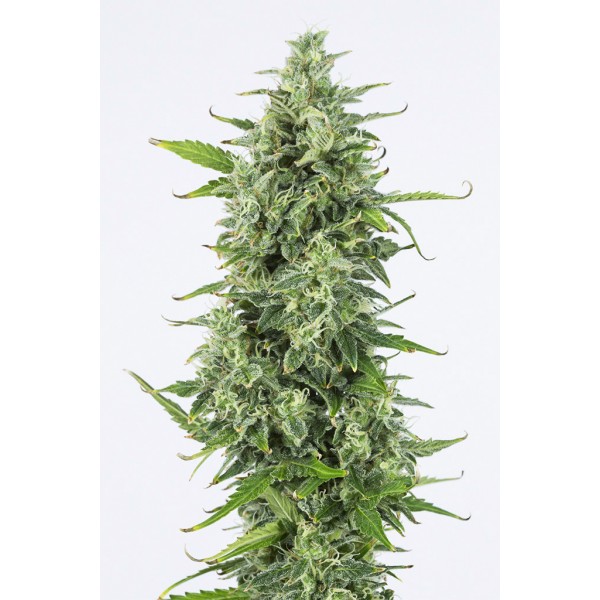 Семена конопли  Auto OG Kush    - Dinafem seeds