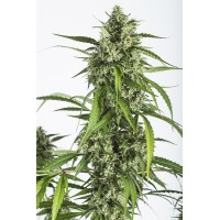White Widow XXL