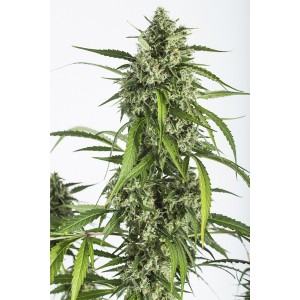White Widow XXL