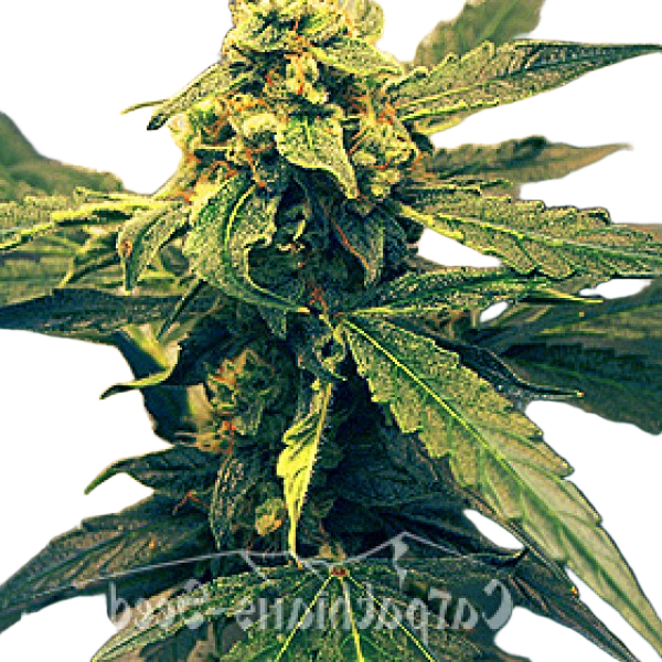 Насіння Black Tisa Feminised - Carpathians Seeds