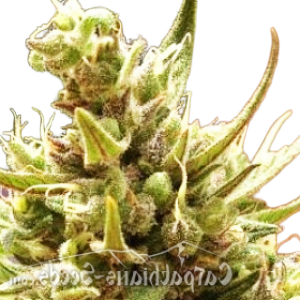 Blueberry Feminised