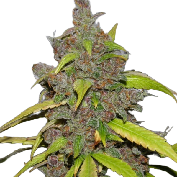 Насіння Carpathian Mazar Feminised - Carpathians Seeds