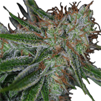 Auto Carpathian Molfar Feminised