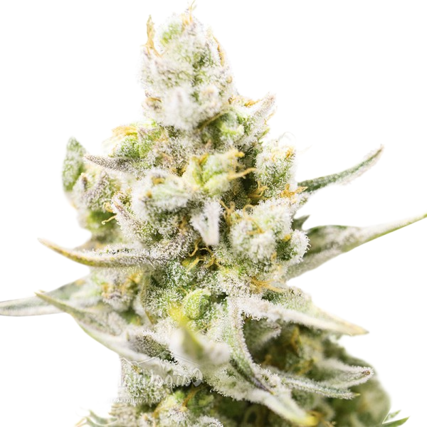 Насіння Carpathian White Witch Feminised - Carpathians Seeds