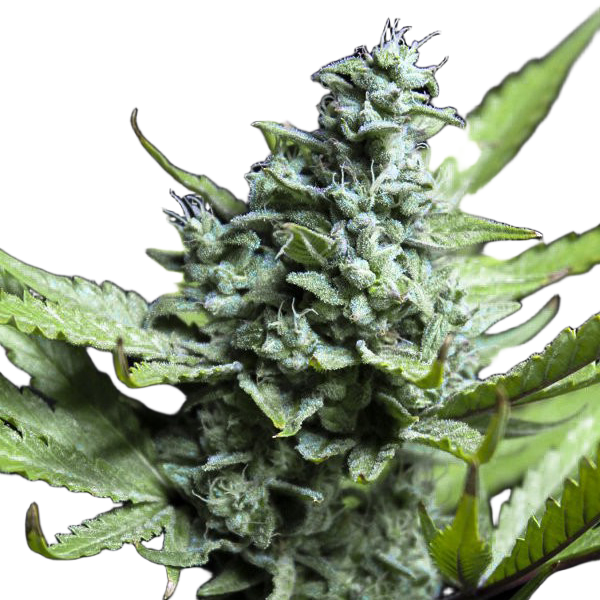 Насіння Carpathian Skunk Feminised - Carpathians Seeds