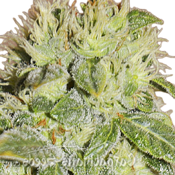 Насіння Black Chere Feminised - Carpathians Seeds