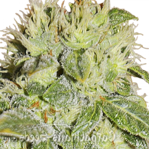 Насіння Carpathian Chere Feminised - Carpathians Seeds