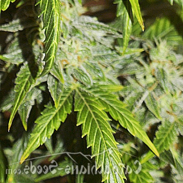 Насіння Goverla  Feminised - Carpathians Seeds