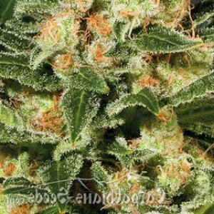 Kush Feminised