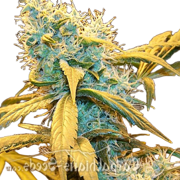 Насіння Northern Blue Feminised - Carpathians Seeds