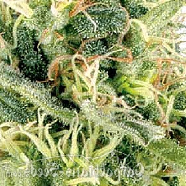 Насіння Northern Lights Feminised - Carpathians Seeds