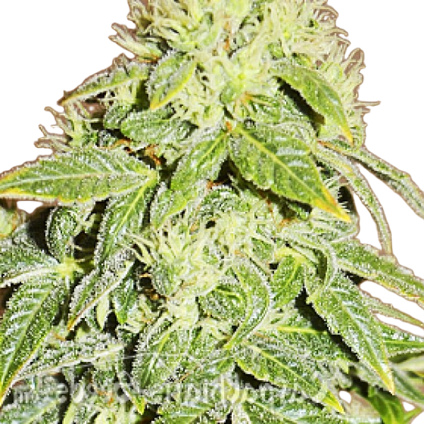 Насіння Sinevir Feminised - Carpathians Seeds