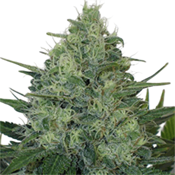 Насіння Carpathian Torch of Gods Feminised - Carpathians Seeds