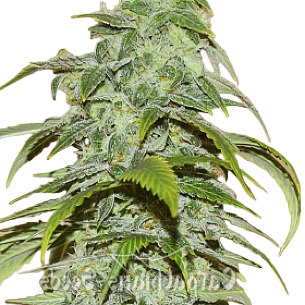 Насіння White Chere Feminised - Carpathians Seeds