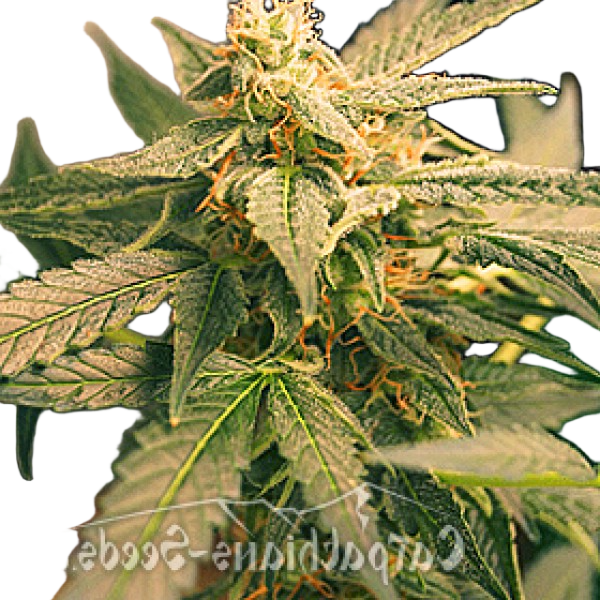 Насіння White Tisa Feminised - Carpathians Seeds