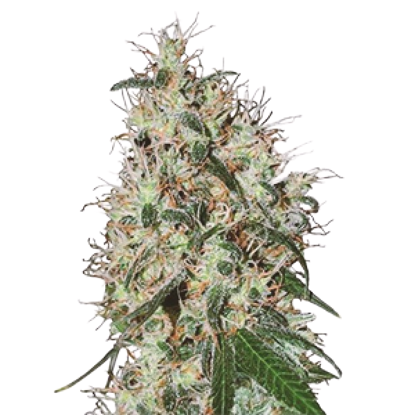 Семена конопли  Auto 60 days Grapefruit  - Holland
