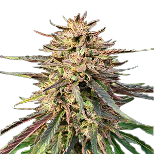 Auto CBD Gorilla Glue 