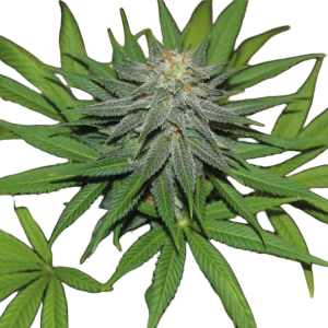 Auto Pineapple 