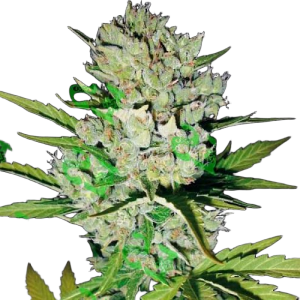 Auto Skunk