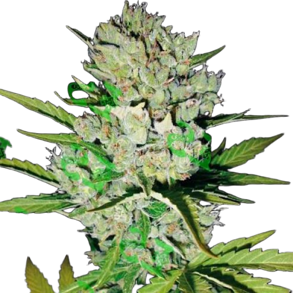 Семена конопли  Auto Skunk  - Holland