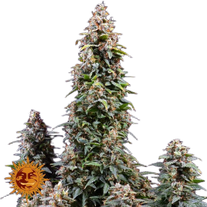 Auto Watermelon