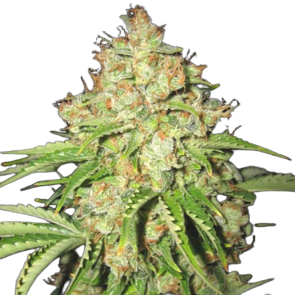 Семена конопли  Auto White Dead Russian  - Holland