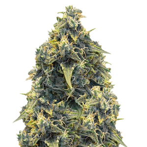 Auto CBD Somango Haze