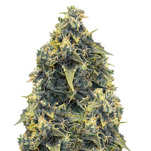 Семена конопли  Auto CBD Somango Haze    - Holland