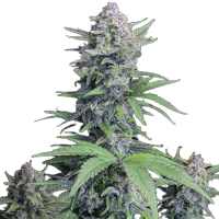 Auto Tropicana Cookies