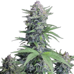 Auto Tropicana Cookies