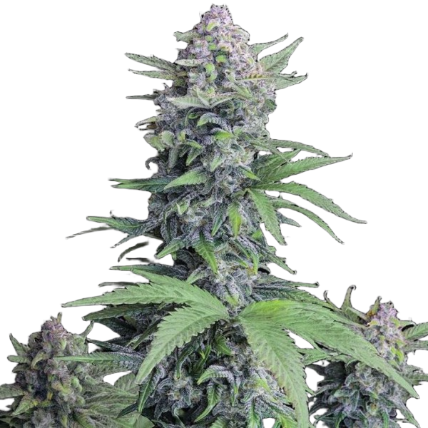 Семена конопли  Auto Tropicana Cookies  - Holland