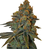 Auto CBD New York Diesel