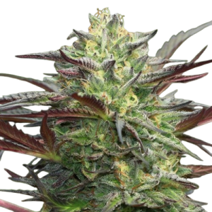 Fast Version Girls Scout Cookies