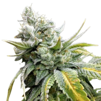 Fast Version Gorilla Cookies