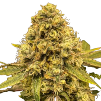 Fast Version Lemon Haze