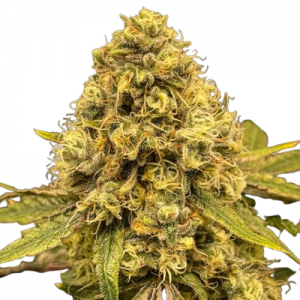 Fast Version Lemon Haze